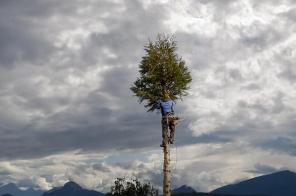 arborist working tree cutting work image1